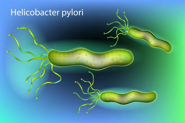 Helicobacter Pylori Lub Campylobacter Pylori — Wektor stockowy