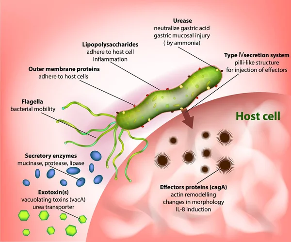 Helicobacter Pylori Nebo Campylobacter Pylori Faktorů Virulence Proces Infekce — Stockový vektor