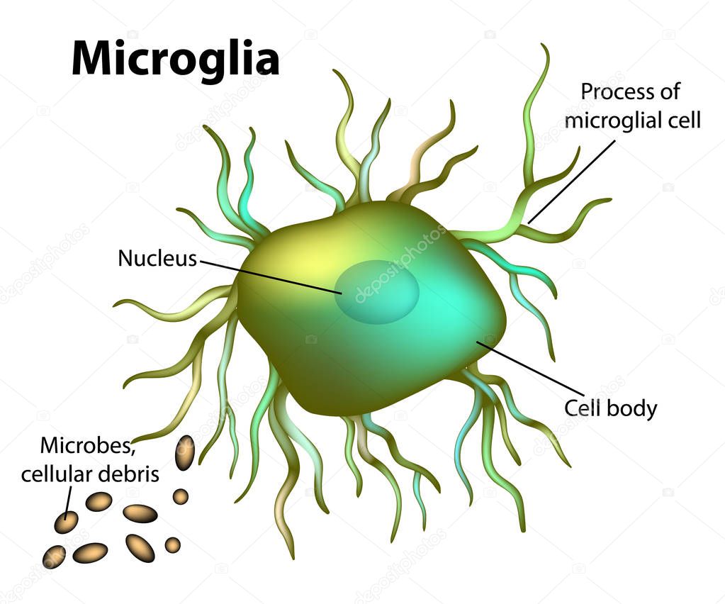 Structure of microglia. Vector illustration