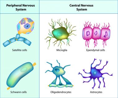 Types of Neuroglia: oligodendrocytes, astrocytes, microglia, schwann cells, satellite cells, ependymal cells.  clipart