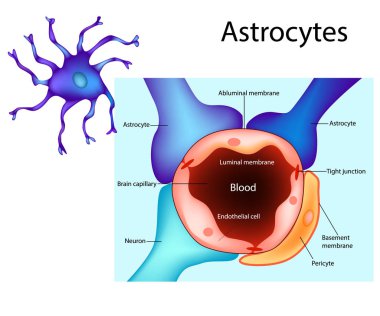 Astrocytes. Neurogliovascular birim şematik diyagramı. Perisitlerden ve astrocytes gibi gliyal hücreler türleri