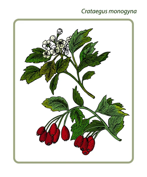 Crataegus Monogyna Espinheiro Espinheiro Árvore Maio Whitethorn Hawberry —  Vetores de Stock