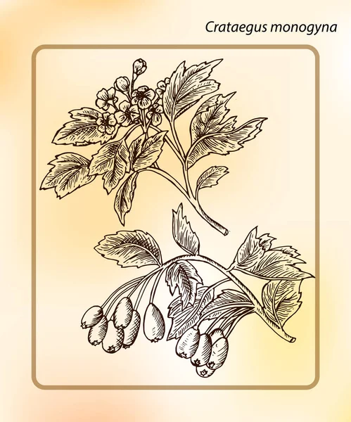 Crataegus Monogyna Eller Hagtorn Hand Ritat Skiss Vektorillustration Ritning Bläck — Stock vektor