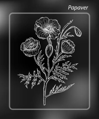 Gelincik (bitki). Poppy. Tebeşir-board üzerinde elle çizilmiş kroki vektör çizim çizim