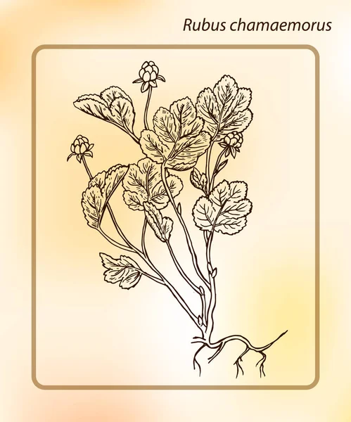 Cloudberry Rubus Chamaemorus Desenho Mão Sketch Vector Illustration Tinta Desenho —  Vetores de Stock
