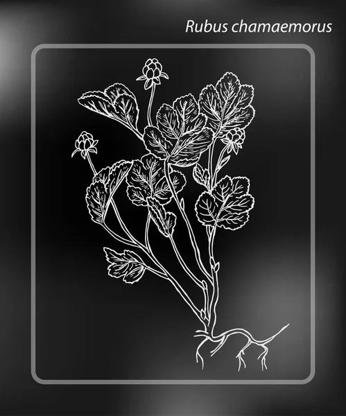 Cloudberry or Rubus chamaemorus. Drawing Hand drawn Sketch Vector Illustration on chalk-board