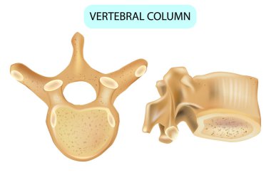 Anatomy of a vertebra. Vertebral column. Human spine vertebral bones. Detailed medical illustration. clipart
