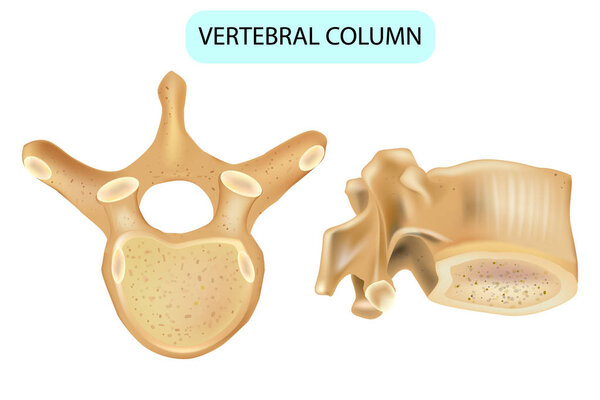 Anatomy of a vertebra. Vertebral column. Human spine vertebral bones. Detailed medical illustration.