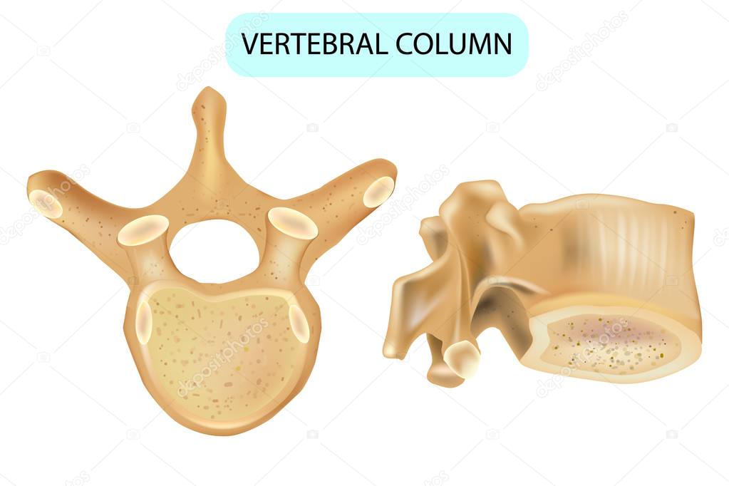 Anatomy of a vertebra. Vertebral column. Human spine vertebral bones. Detailed medical illustration.