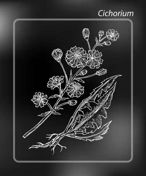 Chicory Cichorium Intybus Desenho Desenho Mão Desenho Vector Ilustração Giz —  Vetores de Stock