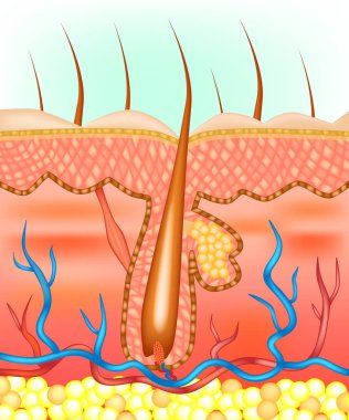 Anatomical illustration of hair follicle.  clipart