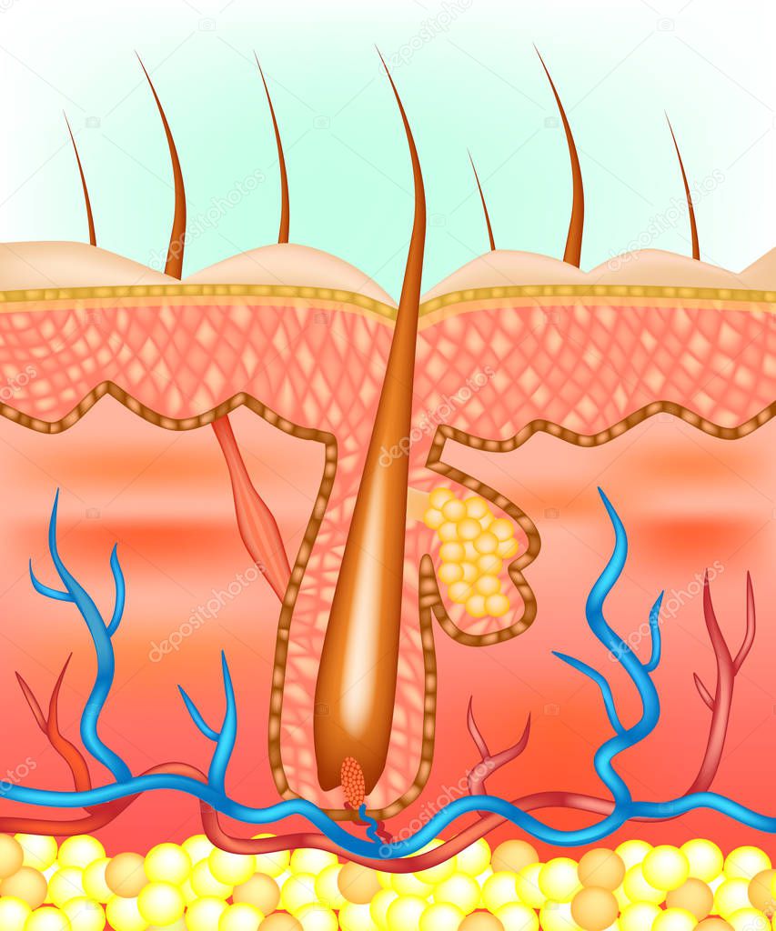 Anatomical illustration of hair follicle. 