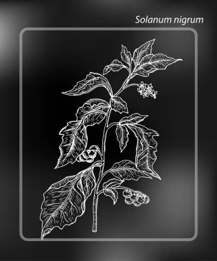 Avrupa siyah itüzümü (Solanum nigrum). Tebeşir-board üzerinde elle çizilmiş kroki vektör çizim çizim
