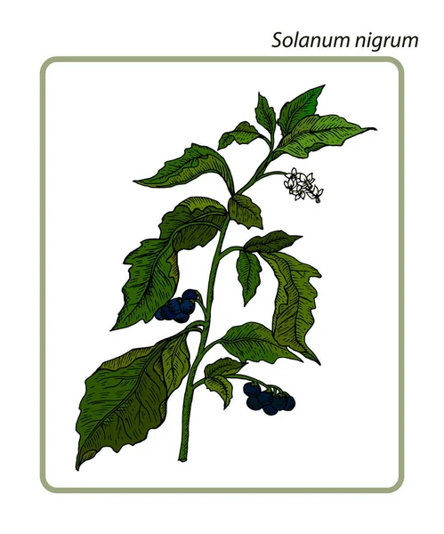 Usignolo Nero Europeo Solanum Nigrum Illustrazione Vettoriale Botanica Disegnata Mano — Vettoriale Stock