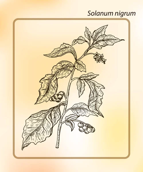 Ευρωπαϊκή Μαύρη Nightshade Solanum Nigrum Χέρι Σκίτσο Διάνυσμα Εικονογράφηση Σχεδίαση — Διανυσματικό Αρχείο