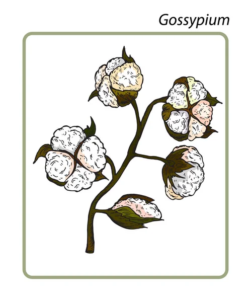 Gossypium Algodão Ilustração Vetorial Botânica Desenhada Mão —  Vetores de Stock