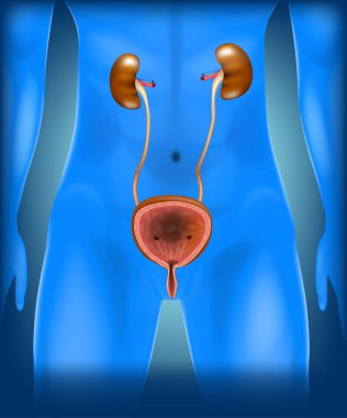 The Kidneys and Urinary BladderLocation In The Human Body clipart