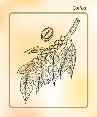 Organik kahve çekirdekleri, denilen olan tohumlar, çeşitli kahve ürünleri yapmak için kullanılan bitki cinsidir. El Sketch vektör çizim çekilmiş. Mürekkep çizim