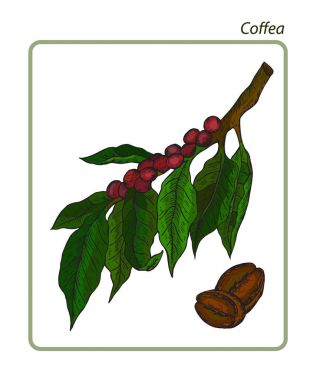 Organik kahve çekirdekleri, denilen olan tohumlar, çeşitli kahve ürünleri yapmak için kullanılan bitki cinsidir. Botanik vektör çizim el çekilmiş