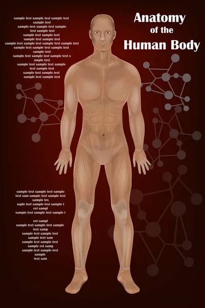 Anatomie Corps Humain — Image vectorielle