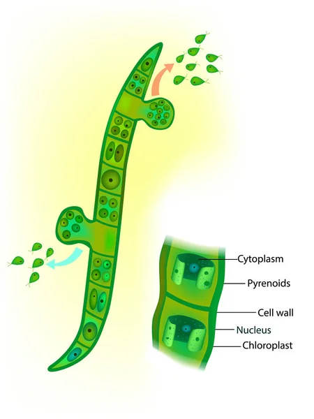 Ulothrix Género Algas Verdes Filamentosas — Vector de stock