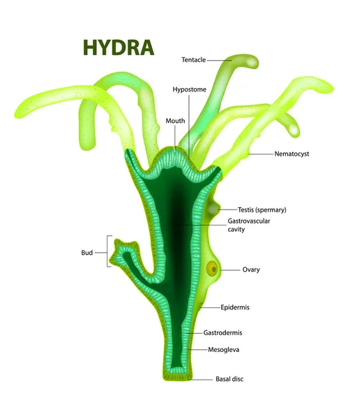 Hydra Genus Structure Vector — Stock Vector