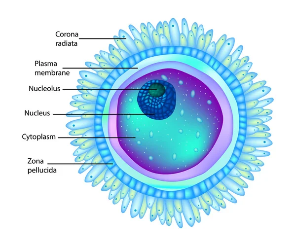 Struktura Komórki Jajowej Lub Komórki Jajowej Liczba Mnoga Komórek Jajowych — Wektor stockowy