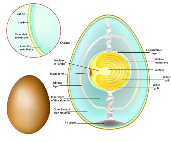 Structure Chicken Egg Chicken Egg Development — Stock Vector