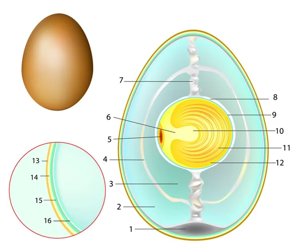 Estructura Huevo Pollo Desarrollo Huevos Pollo — Archivo Imágenes Vectoriales