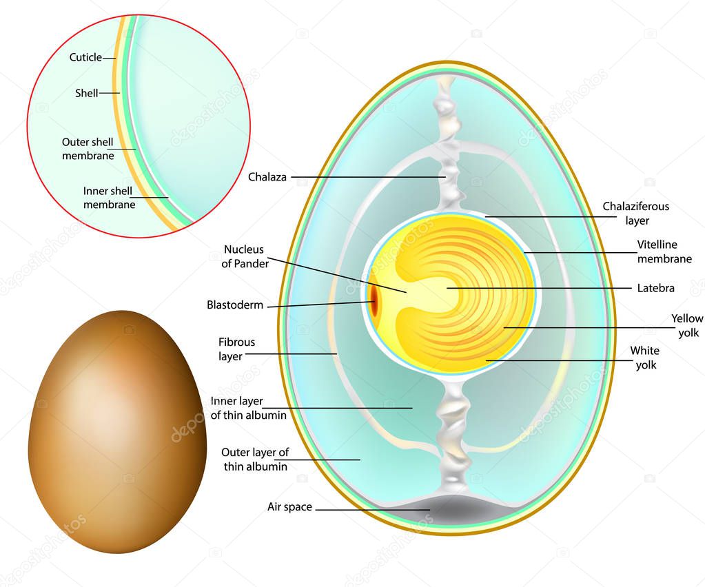 Egg Cell Labeled Diagram