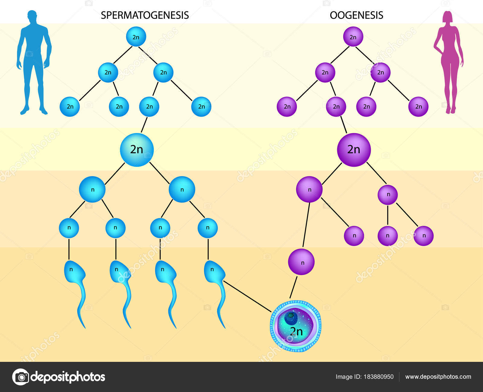 Diferencie E De Exemplo Do Processo De Orogenese E Espirogenesew