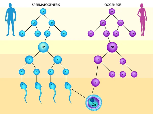 Spermatogenezi Oogeneze Fáze Gametogenesis — Stockový vektor