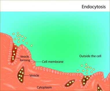 Endositoz. Vezikül taşıma endositoz için süreci