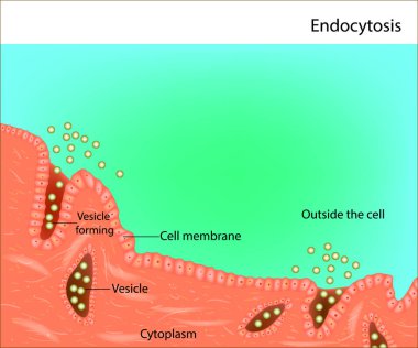 Endocytosis. Process of vesicle transport for endocytosis clipart