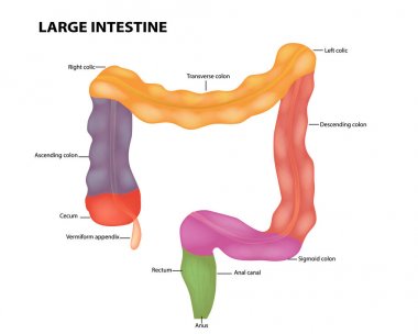Kalın bağırsak anatomisi. Tıbbi illüstrasyon. 