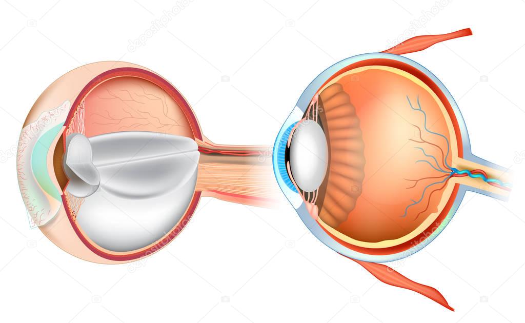 Eye Anatomy Illustration. Cross section of human eye. 