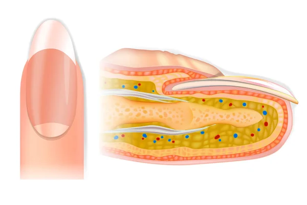 人間の断面指構造 指と爪の解剖学 — ストックベクタ