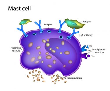 Mast Cell Activation Syndrome. White blood cell clipart