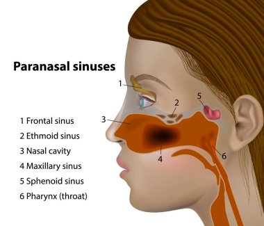 Anatomy of the paranasal sinuses. Side views of the frontal sinus. Maxillary Sinus. clipart