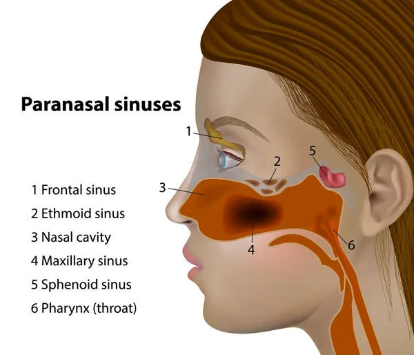 Anatomi Bihålorna Sidoutsikt Över Frontala Sinus Maxillary Sinus — Stock vektor