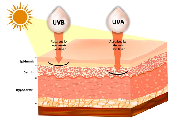 Uvb Uva を説明しました 光線太陽保護のフィルタ リング 人間の皮への浸透 — ストックベクタ