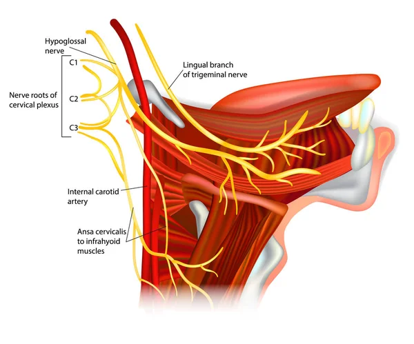 Nervios Craneales Nervio Hipogloso Ansa Hypoglossi Músculos Suministrados Por Nervio — Archivo Imágenes Vectoriales