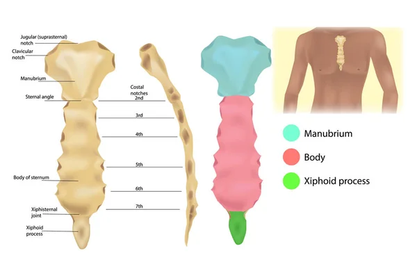 Göğüs Kemiği Anatomisi Eklemler Göğüs Kemiği Parçaları Sternal Ağız Sapı — Stok Vektör