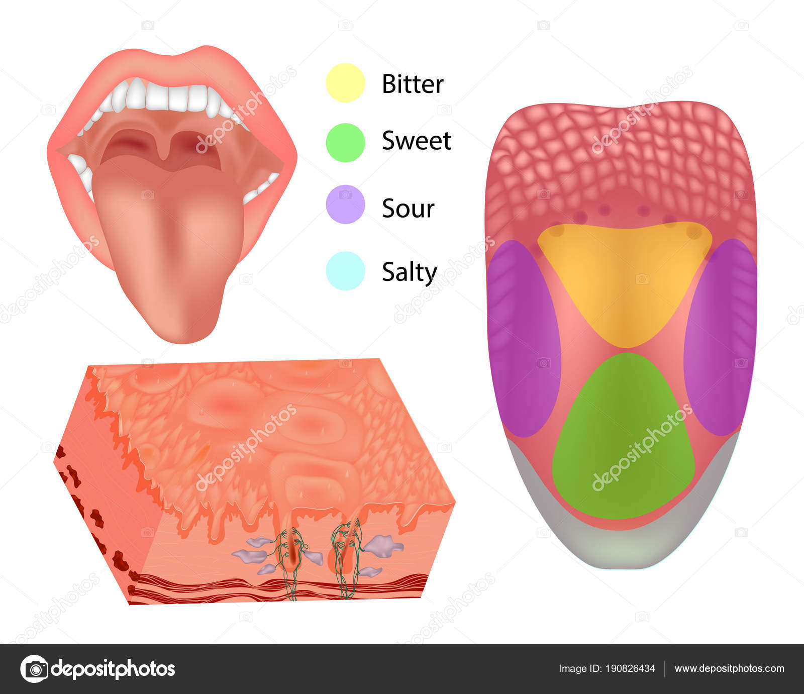 Foot tongue. Грибовидные сосочки языка.