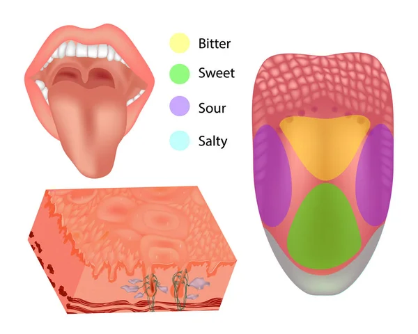 Anatomie Menselijke Tong Delen Afbeelding Beeltenis Van Anatomie Van Smaak — Stockvector