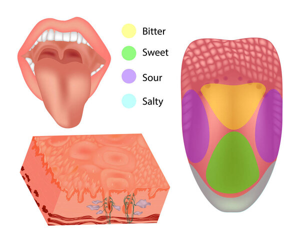 Anatomy human tongue parts. Illustration depicting the anatomy of taste. Tongue with its four areas (bitter, sour, sweet and salty) 