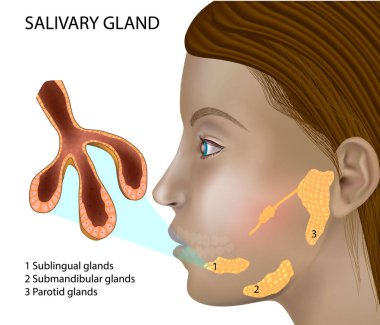 Salivary Gland Structure. Histology of salivary glands. Structure and cellular composition of mature salivary glands. clipart