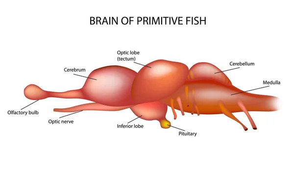 Hjärnan Primitiv Fisk — Stock vektor