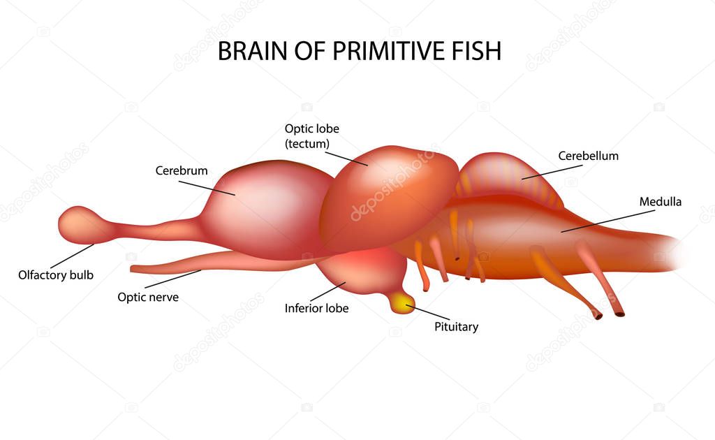 BRAIN OF PRIMITIVE FISH