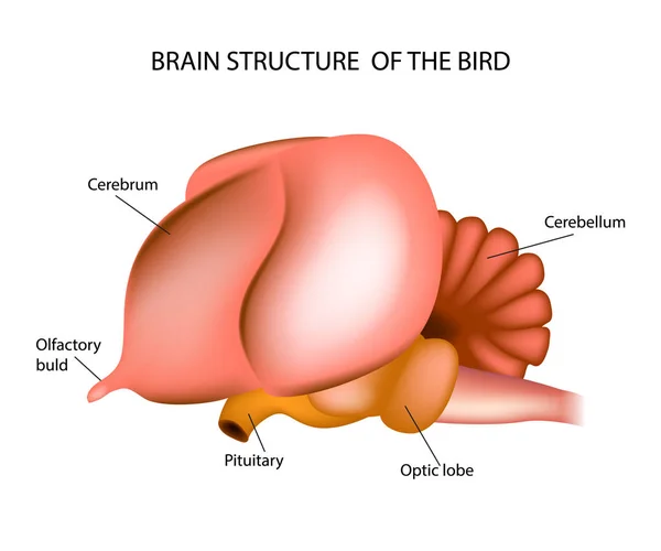 鳥の脳の構造 解剖学 — ストックベクタ
